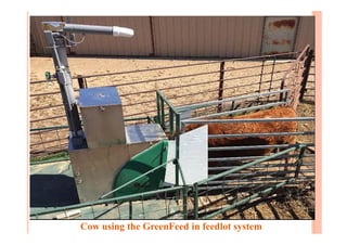 Cow using the GreenFeed in feedlot system
 