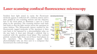 Laser scanning confocal fluorescence microscopy
Incident laser light tuned to excite the fluorescent
molecule (green) is reflected off a dichroic mirror and is
then guided by two scanning mirrors and the objective
lens to the focal plane to illuminate a spot in a focal
plane in the specimen. The scanning mirrors rock back
and forth so that the light sweeps across the specimen in
raster fashion. The fluorescence (green) emitted by the
fluorescently tagged molecules in the specimen is then
sent back to be captured by a photomultiplier tube; on
the way back, it must pass through a pinhole that is
confocal with the specimen focal plane. The confocal
pinhole excludes light from out-of-focus focal planes in
the specimen. The fluorescence signals from
photomultiplier tube are then sent to a computer that
reconstructs the confocal image
 