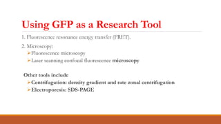 Using GFP as a Research Tool
1. Fluorescence resonance energy transfer (FRET).
2. Microscopy:
Fluorescence microscopy
La...