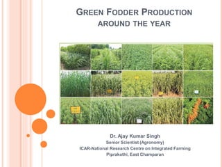 GREEN FODDER PRODUCTION
AROUND THE YEAR
Dr. Ajay Kumar Singh
Senior Scientist (Agronomy)
ICAR-National Research Centre on Integrated Farming
Piprakothi, East Champaran
 