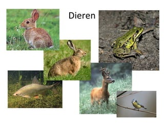 Dieren 