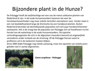 Bijzondere plant in de Hunze? De Polzegge heeft de twijfelachtige eer een van de meest zeldzame planten van Nederland te zijn. In de oude Hunzemeanders kwamen tot voor de herstelwerkzaamheden nog maar enkele tientallen exemplaren voor. Verder staat in een nat beekdalhooiland langs de Drentsche Aa een handjevol planten. Buiten Nederland bevinden de dichtstbijzijnde populaties zich een paar honderd kilometer oostwaarts. Het is de vraag hoe de populatie van Polzegge zich zal handhaven na het herstel van de waterloop in de oude Hunzemeanders. De typische verlandingsvegetatie die zich in de afgesloten meanders bevond zal ongetwijfeld veranderen onder invloed van de stroming. Of de Polzegge hiervan weet te profiteren zal in de toekomst moeten blijken.  Anno 2005 blijkt Polzegge nog steeds aanwezig, maar ten opzichte van enkele jaren geleden wel in aantal afgenomen. Carex cespitosa - Polzegge 