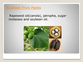 Biodiesel From Plants
Rapeseed oil(canola), jatropha, sugar
molasses and soybean oil.
 
