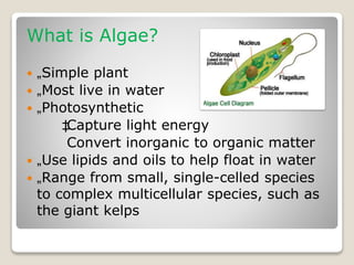What is Algae?
 „Simple plant
 „Most live in water
 „Photosynthetic
‡Capture light energy
Convert inorganic to organic matter
 „Use lipids and oils to help float in water
 „Range from small, single-celled species
to complex multicellular species, such as
the giant kelps
 