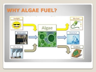 WHY ALGAE FUEL?
 