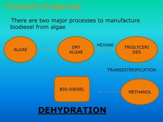 Production of algae fuel
There are two major processes to manufacture
biodiesel from algae
ALGAE
DRY
ALGAE
TRIGLYCERI
DES
HEXANE
METHANOL
TRANSESTERIFICATION
BIO-DIESEL
DEHYDRATION
 