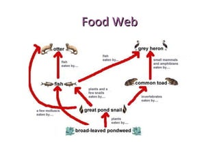 Food WebFood Web
 