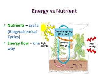 Energy vs NutrientEnergy vs Nutrient
• Nutrients – cyclic
(Biogeochemical
Cycles)
• Energy flow – one
way
 