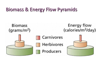 Biomass & Energy Flow PyramidsBiomass & Energy Flow Pyramids
 