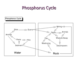 Phosphorus CyclePhosphorus Cycle
 