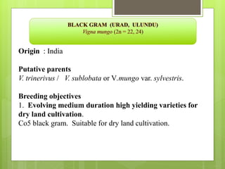 Origin : India
Putative parents
V. trinerivus / V. sublobata or V.mungo var. sylvestris.
Breeding objectives
1. Evolving medium duration high yielding varieties for
dry land cultivation.
Co5 black gram. Suitable for dry land cultivation.
 