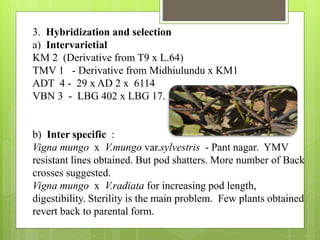 3. Hybridization and selection
a) Intervarietial
KM 2 (Derivative from T9 x L.64)
TMV 1 - Derivative from Midhiulundu x KM1
ADT 4 - 29 x AD 2 x 6114
VBN 3 - LBG 402 x LBG 17.
b) Inter specific :
Vigna mungo x V.mungo var.sylvestris - Pant nagar. YMV
resistant lines obtained. But pod shatters. More number of Back
crosses suggested.
Vigna mungo x V.radiata for increasing pod length,
digestibility. Sterility is the main problem. Few plants obtained
revert back to parental form.
 