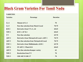 VARIETIES
Varieties Parentage Duration
Co 4 Mutant of Co 1 70
Co 5 Pure line selection from Mustri Local 70-75
KM 2 Derivative from T 9 x L. 64 60-65
VBN 1 KM 1 x H 76-1 60-65
T 9 Pure line selection 65-70
ADT 2 Derivative from Thirunelveli Local x ADT 1 70-75
ADT 3 Pure line selection from Thriunelveli Local 70-75
TMV 1 Derivative from Midhiulundu x KM 1 65-70
ADT 4 29/ ADT 2 / Plant 6114 60-65
ADT 5 Pure line selection Kanpur variety 62
VBN 2 Reselection from T 9 70
VBN 3 LBG 402 X LBG 17 70
 