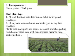 6. Embryo culture :
Green gram x Black gram
Ideal plant type
1. 60 - 65 duration with determinate habit for irrigated
conditions
2. 80 days duration with indeterminate type for dry land
condition
Plants with more pods and seeds, increased branches poding
from base of main stem with synchronised maturity non -
shattering habit.
 
