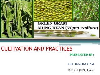 CULTIVATION AND PRACTICES
PRESENTED BY:
KRATIKA SINGHAM
B.TECH (FPT) I year
GREEN GRAM
MUNG BEAN (Vigna radiata)
 