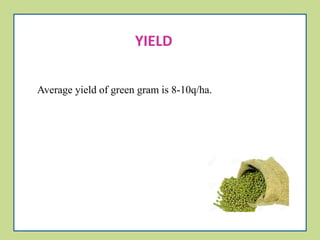 Seed Production in Green gram ppt