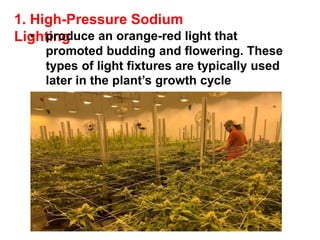 1. High-Pressure Sodium
Lighting
• produce an orange-red light that
promoted budding and flowering. These
types of light fixtures are typically used
later in the plant’s growth cycle
 