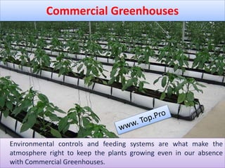 Commercial Greenhouses