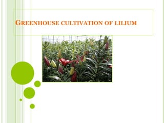 GREENHOUSE CULTIVATION OF LILIUM
 