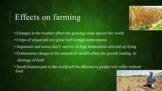 Effects on farming
• Changes in the weather affect the growing crops around the world
• Crops of wheat and rice grow well in high temperatures
• Sugarcane and maize don’t survive in high temperature and end up dying
• Furthermore change in the amount of rainfall affect the growth leading to
shortage of food
• South-Eastern part of the world will be affected as people will suffer without
food
 