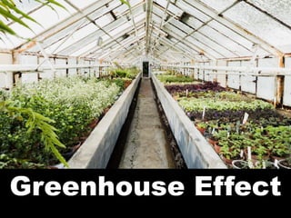 Understanding the Greenhouse Effect: Causes, Impacts, and Solutions for ...