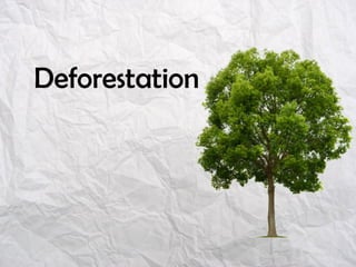 Deforestation
 
