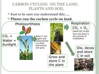 CARBON CYCLING ON THE LAND:
PLANTS AND SOIL
 Just to be sure you understand this…..
 Plants run the carbon cycle on land.
CO2 +
Water +
Sunlight
Photosynthesis
Make C-rich
sugars and
carbohydrate
s to feed
themselves
and grow
Respiration
Grow and
store C in
the plant
Some CO2 is lost
from the plant in
the process of
metabolism
CO2 + O2
Die, decay
and store
C in soil
 