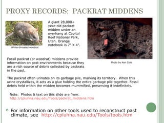 PROXY RECORDS: PACKRAT MIDDENS
 For information on other tools used to reconstruct past
climate, see http://cpluhna.nau.edu/Tools/tools.htm
White-throated woodrat
A giant 28,000+
year-old packrat
midden under an
overhang at Capitol
Reef National Park,
Utah. Orange
notebook is 7" X 4".
Photo by Ken Cole
Note: Photos & text on this slide are from:
http://cpluhna.nau.edu/Tools/packrat_middens.htm
Fossil packrat (or woodrat) middens provide
information on past environments because they
are a rich source of debris collected by packrats
in the past.
The packrat often urinates on its garbage pile, marking its territory. When this
urine crystallizes, it acts as a glue holding the entire garbage pile together. Fossil
debris held within the midden becomes mummified, preserving it indefinitely.
 