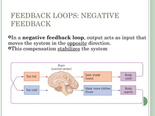 FEEDBACK LOOPS: NEGATIVE
FEEDBACK
In a negative feedback loop, output acts as input that
moves the system in the opposite direction.
This compensation stabilizes the system
 