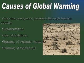Causes of Global Warming Greenhouse gases increase through human activity Deforestation Use of fertilizers Burning of organic matter Burning of fossil fuels 