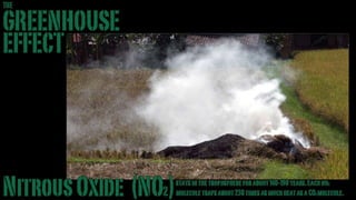 Greenhouse Effect -Stand-up version