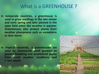 What is a GREENHOUSE ?
In temperate countries, a greenhouse is
used to grow seedlings in the late winter
and early spring and later planted in the
open field when the weather is warmer.
Greenhouses also protect plants from
weather phenomena such as snowstorm
or dust storm.
In tropical countries, a greenhouses are
used by commercial plant growers to
protect flowering and ornamental plants
from harsh weather conditions and
insect attack.
 