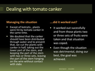 Dealing with tomato canker
Managing the situation ….did it worked out?
 Except of botrytis , plants
were hit by tomato canker in
the same time.
 We doubted that the canker
should have been distributed
through water and to prevent
that, we cut the plants with
canker in half, taking out the
lower part of the stem, and
keeping the part of the stem
with two or three sets, leaving
the part of the stem hanging
on the wire without contact
with slabs
 It worked out sucessfully
and from those plants two
or three sets of fruits were
taken and that situation
was coped.
 Even though the situation
was detrimental, doing our
best, the goal was
achieved.
89Artin Demiri 22.6.2015
 