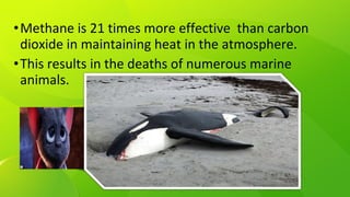 •Methane is 21 times more effective than carbon
dioxide in maintaining heat in the atmosphere.
•This results in the deaths of numerous marine
animals.
 