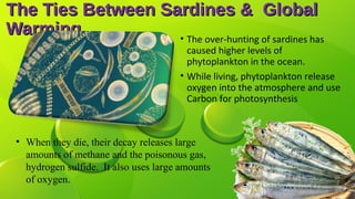 The Ties Between Sardines & GlobalThe Ties Between Sardines & Global
WarmingWarming • The over-hunting of sardines has
caused higher levels of
phytoplankton in the ocean.
• While living, phytoplankton release
oxygen into the atmosphere and use
Carbon for photosynthesis
• When they die, their decay releases large
amounts of methane and the poisonous gas,
hydrogen sulfide. It also uses large amounts
of oxygen.
 