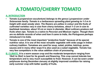 A.TOMATO/CHERRY TOMATO
A. INTRODUCTION
• Tomato (Lycopersicon esculentum) belongs to the genus Lycopersicon under
Solanaceae family. Tomato is a herbaceous sprawling plant growing to 1-3 m in
height with weak woody stem. The flowers are yellow in colour and the fruits of
cultivated varieties vary in size from cherry tomatoes, about 1–2 cm in size to
beefsteak tomatoes, about 10 cm or more in diameter. Most cultivars produce red
fruits when ripe. Tomato is a native to Peruvian and Mexican region. Though there
are no definite records of when and how it came to India, the Portuguese perhaps
introduced it to India.
• Tomato is one of the most important "protective foods" because of its special
nutritive value. It is one of the most versatile vegetable with wide usage in Indian
culinary tradition. Tomatoes are used for soup, salad, pickles, ketchup, puree,
sauces and in many other ways It is also used as a salad vegetable. Tomato has
very few competitors in the value addition chain of processing.
B. CLIMATE: It is a warm season crop and the moderate temperature ranging from
18oC to 30oC is best for its growth and flowering. This crop cannot tolerate low
temperature and is very much susceptible to frost. However, it can be sown under
polyhouse during December-January at slightly improved condition for raising
early summer crop with better quality of fruits.
 
