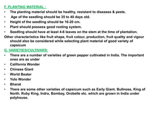 F. PLANTING MATERIAL :
• The planting material should be healthy, resistant to diseases & pests.
• Age of the seedling should be 35 to 40 days old.
• Height of the seedling should be 16-20 cm.
• Plant should possess good rooting system.
• Seedling should have at least 4-6 leaves on the stem at the time of plantation.
Other characteristics like fruit shape, fruit colour, production, fruit quality and vigour
should also be considered while selecting plant material of good variety of
capsicum
G. VARIETIES/CULTIVARS:
• There are a number of varieties of green pepper cultivated in India. The important
ones are as under
• California Wonder
• Chinese Giant
• World Beater
• Yolo Wonder
• Bharat
• There are some other varieties of capsicum such as Early Giant. Bullnose, King of
North. Ruby King, Indra, Bombay, Orobelle etc. which are grown in India under
polyhouse.
 