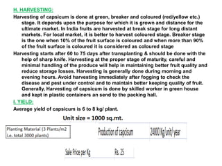 H. HARVESTING:
Harvesting of capsicum is done at green, breaker and coloured (red/yellow etc.)
stage. It depends upon the purpose for which it is grown and distance for the
ultimate market. In India fruits are harvested at break stage for long distant
markets. For local market, it is better to harvest coloured stage. Breaker stage
is the one when 10% of the fruit surface is coloured and when more than 90%
of the fruit surface is coloured it is considered as coloured stage
Harvesting starts after 60 to 75 days after transplanting & should be done with the
help of sharp knife. Harvesting at the proper stage of maturity, careful and
minimal handling of the produce will help in maintaining better fruit quality and
reduce storage losses. Harvesting is generally done during morning and
evening hours. Avoid harvesting immediately after fogging to check the
disease and pest under control and to maintain better keeping quality of fruit.
Generally, Harvesting of capsicum is done by skilled worker in green house
and kept in plastic containers an send to the packing hall.
I. YIELD:
Average yield of capsicum is 6 to 8 kg/ plant.
 