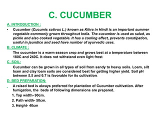 C. CUCUMBER
A. INTRODUCTION :
• Cucumber (Cucumis sativus L.) known as Kihra in Hindi is an important summer
vegetable commonly grown throughout India. The cucumber is used as salad, as
pickle and also cooked vegetable. It has a cooling effect, prevents constipation,
useful in jaundice and seed have number of ayurvedic uses.
B. CLIMATE :
The cucumber is a warm season crop and grows best at a temperature between
180C and 240C. It does not withstand even light frost
C. SOIL:
Cucumber can be grown in all types of soil from sandy to heavy soils. Loam, silt
loam and clay loam soils are considered best for getting higher yield. Soil pH
between 5.5 and 6.7 is favorable for its cultivation.
D. BED PREPARATION:
A raised bed is always preferred for plantation of Cucumber cultivation. After
fumigation, the beds of following dimensions are prepared.
1. Top width- 90cm.
2. Path width- 50cm.
3. Height- 40cm
 