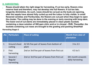 H. HARVESTING:
Roses should attain the right stage for harvesting. If cut too early, flowers miss
reserve food and therefore, may not develop into full flowers. If cut too late,
longevity diminishes. As such, roses should be cut just as the buds are opening,
after the sepals have almost fully curled up and the colour is fully visible. In small
flowered varieties and Floribundas, the flowers are cut just when they begin to open
the cluster. The cutting may be done in the evening or early morning with long stem.
The lower end of cut stems are immediately placed in clean plastic buckets
containing a clean solution of 500 ppm citric acid or in chrysal - RVB. Thereafter, the
buckets containing cut roses are brought to the grading and packing Shed/Hall
Harvesting Stages S
.No Particulars Place of cutting Month from date of
plantation
1 Ground shoot
cutting
At 5th five pair of leaves from bottom of
plant
3 to 3.5
2 First
harvesting
2nd or 3rd five pair of leaves from first cut 4.5 to 5
3 Second /
Regular
harvesting
2nd or 3rd five pair of leaves from first cut 6th month onwards
daily harvesting
 