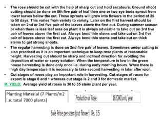 • The rose should be cut with the help of sharp cut and hold secateurs. Ground shoot
cutting should be done on 5th five pair of leaf then one or two eye buds sprout from
lower leaves below the cut. These sprouts will grow into flowers in the period of 35
to 50 days. This varies from variety to variety. Later on the first harvest should be
taken on 2nd or 3rd five pair of the leaves above the first cut. During summer season
or when there is less leaf area on plant it is always advisable to take cut on 3rd five
pair of leaves above the first cut. Always bend thin stems and take cut on 3rd five
pair of leaves above the first cut. Always bend thin stems and take cut on thick
stems to get strong shoots.
• The regular harvesting is done on 2nd five pair of leaves. Sometimes under cutting is
also practiced as it is an important technique to keep rose plants at reasonable
height. Harvesting cut should be sharp and inclined direction for avoiding the
deposition of water or spray solution. When the temperature is low in the green
house harvesting is done only once i.e. during early morning hours. When there is
high day temperature it is necessary to take second harvesting in later afternoon.
• Cut stages of roses play an important role in harvesting. Cut stages of roses for
export is stage 0 and 1 whereas cut stage is 2 and 3 for domestic market.
M. YIELD: Average yield of roses is 30 to 35 stem/ plant per year.
 