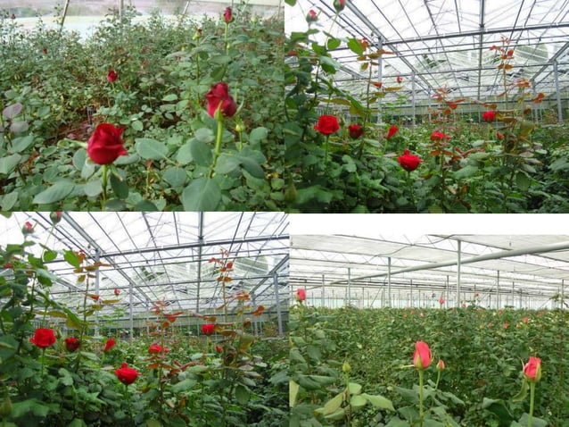 green-house-ppt-ppt