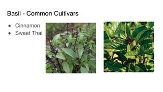 Greenhouses-Hydroponics-Basil | PDF