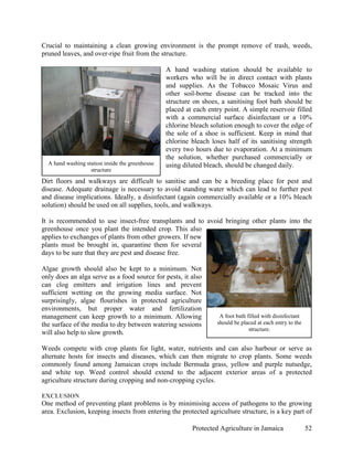 Crucial to maintaining a clean growing environment is the prompt remove of trash, weeds,
pruned leaves, and over-ripe fruit from the structure.

                                                 A hand washing station should be available to
                                                 workers who will be in direct contact with plants
                                                 and supplies. As the Tobacco Mosaic Virus and
                                                 other soil-borne disease can be tracked into the
                                                 structure on shoes, a sanitising foot bath should be
                                                 placed at each entry point. A simple reservoir filled
                                                 with a commercial surface disinfectant or a 10%
                                                 chlorine bleach solution enough to cover the edge of
                                                 the sole of a shoe is sufficient. Keep in mind that
                                                 chlorine bleach loses half of its sanitising strength
                                                 every two hours due to evaporation. At a minimum
                                                 the solution, whether purchased commercially or
  A hand washing station inside the greenhouse   using diluted bleach, should be changed daily.
                   structure

Dirt floors and walkways are difficult to sanitise and can be a breeding place for pest and
disease. Adequate drainage is necessary to avoid standing water which can lead to further pest
and disease implications. Ideally, a disinfectant (again commercially available or a 10% bleach
solution) should be used on all supplies, tools, and walkways.

It is recommended to use insect-free transplants and to avoid bringing other plants into the
greenhouse once you plant the intended crop. This also
applies to exchanges of plants from other growers. If new
plants must be brought in, quarantine them for several
days to be sure that they are pest and disease free.

Algae growth should also be kept to a minimum. Not
only does an alga serve as a food source for pests, it also
can clog emitters and irrigation lines and prevent
sufficient wetting on the growing media surface. Not
surprisingly, algae flourishes in protected agriculture
environments, but proper water and fertilization
management can keep growth to a minimum. Allowing                   A foot bath filled with disinfectant
the surface of the media to dry between watering sessions          should be placed at each entry to the
                                                                                 structure.
will also help to slow growth.

Weeds compete with crop plants for light, water, nutrients and can also harbour or serve as
alternate hosts for insects and diseases, which can then migrate to crop plants. Some weeds
commonly found among Jamaican crops include Bermuda grass, yellow and purple nutsedge,
and white top. Weed control should extend to the adjacent exterior areas of a protected
agriculture structure during cropping and non-cropping cycles.

EXCLUSION
One method of preventing plant problems is by minimising access of pathogens to the growing
area. Exclusion, keeping insects from entering the protected agriculture structure, is a key part of

                                                          Protected Agriculture in Jamaica                 52
 