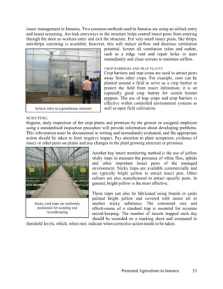 insect management in Jamaica. Two common methods used in Jamaica are using an airlock entry
and insect screening. Air-lock entryways to the structure helps control insect pests from entering
through the door as workers enter and exit the structure. For very small insect pests, like thirps,
anti-thrips screening is available; however, this will reduce airflow and decrease ventilation
                                            potential. Screen all ventilation inlets and outlets,
                                            such as a ridge vent and repair holes or tears
                                            immediately and clean screens to maintain airflow.

                                                    CROP BARRIERS AND TRAP PLANTS
                                                    Crop barriers and trap crops are used to attract pests
                                                    away from other crops. For example, corn can be
                                                    planted around a field to serve as a crop barrier to
                                                    protect the field from insect infestation; it is an
                                                    especially good crop barrier for scotch bonnet
                                                    peppers. The use of trap crops and crop barriers is
                                                    effective within controlled environment systems as
    Airlock entry to a greenhouse structure         well as open field cultivation.

SCOUTING
Regular, daily inspection of the crop plants and premises by the grower or assigned employee
using a standardised inspection procedure will provide information about developing problems.
This information must be documented in writing and immediately evaluated, and the appropriate
action should be taken to limit negative impact. Pay attention to plant symptoms, evidence of
insect or other pests on plants and any changes in the plant growing structure or premises.

                                              Another key insect monitoring method is the use of yellow
                                              sticky traps to measure the presence of white flies, aphids
                                              and other important insect pests of the managed
                                              environment. Sticky traps are available commercially and
                                              are typically bright yellow to attract insect pest. Other
                                              colours are also manufactured to attract specific pests. In
                                              general, bright yellow is the most effective.

                                     These traps can also be fabricated using boards or cards
                                     painted bright yellow and covered with motor oil or
     Sticky card traps are uniformly another sticky substance. The consistent size and
       positioned for scouting and   effectiveness of a standard trap is essential for accurate
              recordkeeping          record-keeping. The number of insects trapped each day
                                     should be recorded on a tracking sheet and compared to
threshold levels, which, when met, indicate when corrective action needs to be taken.




                                                              Protected Agriculture in Jamaica         53
 