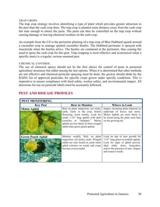TRAP CROPS
The trap crop strategy involves identifying a type of plant which provides greater attraction to
the pest than the cash crop does. The trap crop is planted some distance away from the cash crop
but near enough to attract the pests. The pests can then be controlled on the trap crop without
causing damage or leaving chemical residues on the cash crop.

An example from the US is the perimeter planting of a trap crop of Blue Hubbard squash around
a cucumber crop to manage spotted cucumber beetles. The Hubbard perimeter is sprayed with
insecticide when the beetles arrive. The beetles are contained at the perimeter, thus ceasing the
need to spray the cash crop for this pest. Trap cropping is most effective and economical when a
specific insect is a regular, serious seasonal pest.

CHEMICAL CONTROL
The use of chemical sprays should not be the first choice for control of pests in protected
agriculture structures but rather among the last options. When it is determined that other methods
are not effective and chemical pesticide spraying must be done, the grower should abide by the
RADA list of approved pesticides for specific crops grown under specific conditions. This is
imperative to ensure compliance with food safety, worker safety, and environmental impact. All
directions for use on pesticide labels must be accurately followed.

PEST AND DISEASE PROFILES

 PEST MONITORING
         Key Pest                         How to Monitor                          Where to Look
 Melon Aphid                      Rely on plant inspection, not sticky    Inspect incoming plant material on
                                  cards. Early in the crop, before        underside of leaves and stems.
                                  flowering, scout weekly. Look for       Melon Aphids are more likely to
                                  small, 1/16” long aphids with dark      be found along the plant stem than
                                  cornicles or “tailpipes.” Melon         on the growing tip.
                                  aphids are less likely to form winged
                                  adults than green peach aphids.


 Green Peach Aphid                Monitor weekly. Rely on plant           Look on tips of new growth for
                                  inspection, not sticky cards. Winged    1/14” long green to pinkish aphids.
                                  adults are only found on cards when     Look for signs of aphid activity:
                                  aphid colonies on weeds and crops       shed white skins, honeydew,
                                  become overcrowded.                     and/or the presence of ants. Inspect
                                                                          and remove weeds.




                                                         Protected Agriculture in Jamaica                  56
 