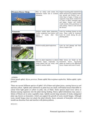 Western Flower Thrip               Rely on sticky card counts for Inspect incoming plant material for
                                    population trends and to evaluate adults and larvae by tapping tender
                                    treatments.                       new growth and flowers over a
                                                                      white sheet of paper. If thrips are
                                                                      suspected, keep plants isolated for
                                                                      4-5 days to detect emerging eggs
                                                                      and pupae. Inspect and control
                                                                      weeds outside of the greenhouse in
                                                                      early spring. Check in and around
                                                                      the flowers.

 Nematode                           Perform weekly plant inspections.    Look for swellings (knots) on the
                                    Visible symptoms (root knots) will   roots. These could be localized.
                                    appear 6 weeks after first           Look for weeds during the pre-
                                    infestation.                         planting phase.




 Caterpillar                        Perform weekly plant inspections.    Look for leaf damage and frass
                                                                         (feces). Inspect fruit.




 Whitefly                           Rely on plant inspection to detect   Older larvae are found on the
                                    immature stages, (especially on      lowermost leaves. Egg-laying
                                    young plants) and use sticky card    adults are found on the uppermost
                                    counts to monitor adults.            leaves. Inspect and remove weeds.




APHIDS
Green peach aphid, Myzus persicae; Potato aphid Macrosiphum euphorbia; Melon aphid, Aphis
gossypii

There are several different species of aphid. All of them suck plant juices, causing leaves to curl
and turn yellow. Aphids (also referred to as plant lice) are small, soft-bodied insects that differ in
colour from light green or yellow to pink, red, or black. Some species inject toxic saliva or
disease-causing organisms into the plant during feeding. Heavy aphid infestations may cause a
failure of bloom set in some vegetable crops. Aphids excrete large amounts of sticky undigested
plant sap, known as honeydew, which can support the growth of sooty mould fungus. Although
sooty mould fungus does not attack the plant directly, heavy amounts of honeydew and sooty
mould can discolour fruit and interfere with photosynthesis.

BIOLOGY




                                                          Protected Agriculture in Jamaica             57
 