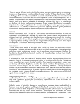 There are several different species of whiteflies but the two most common species in greenhouse
tomatoes are the greenhouse whitefly and the silverleaf whitefly. Of these, the silverleaf whitefly
is the bigger threat and is the more difficult to control. Silverleaf whiteflies can transmit several
serious tomato viral diseases and they also cause a problem known as irregular ripening. This is
thought to be physiologically induced, meaning that it is not caused by a disease itself but is an
indirect result of the whitefly infestation. It is important to know which species of whitefly you
are dealing with before implementing treatments. Proper species identification is especially
important when using biological controls because many biological control agents only work on a
certain species. The parasitic wasp Encarsia formosa is especially effective against greenhouse
whiteflies, but other parasites are more effective against silverleaf whiteflies.

BIOLOGY
Female whiteflies lay about 150 eggs at a time, usually attached to the undersides of leaves. In
greenhouses, eggs hatch in 4-7 days and tiny, white, oval crawlers emerge. These move a short
distance, insert their mouth-parts into the plant tissue, produce a protective scale-like covering,
and do not move for the rest of their nymphal development. Nymphs go through three instars and
a pupa stage before reaching adulthood. The winged adults emerge through a slit in the pupae
covering after 25 to 30 days. Adults may live up to 30 days.

MANAGEMENT
Yellow sticky cards placed in the upper plant canopy are useful for monitoring whitefly
populations. Exclusion and sanitation are the keys to whitefly management. You can also buy
and release certain predators and parasites into the greenhouse system to manage whiteflies. To
be effective, though, biological controls must be well planned and put in place when whitefly
populations are low.

It is important to know which species of whitefly you are targeting with bio-control efforts. For
example, Encarsia formosa can provide good control of greenhouse whiteflies, but Eretmocerus
wasps more effectively control silverleaf whiteflies. There are also some predatory insects, such
as the tiny lady beetle Delphastus pusillus that attack whiteflies. Bio-pesticides, such as
Beauveria bassiana fungus, are also useful in controlling whiteflies. Although biological
controls can be initiated when the whitefly population is small, good exclusion practices are still
important. If other pests are present, the grower may have to apply insecticide that would disrupt
the biological control program. Properly screened greenhouses also keep expensive biological
agents from escaping after their release.

INSECTICIDES FOR WHITEFLY CONTROL
Azadirachtin, Beauvaria bassiana, buprofezin, imidacloprid, paraffinic oil, potassium salts of
fatty acids, pyrethrins, pyriproxyfen {acetamiprid}, spiromesifen are useful insecticides for
whitefly control.

Effective control of whiteflies depends on controlling the immature stages. Azadirachtin is a
botanical insect growth regulator useful against whiteflies. It controls the larvae and has a short
pre-harvest interval (PHI). Buprofezin (Talus) and pyriproxyfen (Distance) are insect growth
regulators that are very useful against whiteflies. Imidacloprid and acetamiprid are useful
systemic insecticides that control larvae as well as adults. Imidacloprid (as Provado) has a very


                                                        Protected Agriculture in Jamaica          59
 