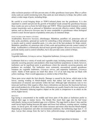 other exclusion practices will also prevent entry of other greenhouse insect pests. Blue or yellow
sticky cards are useful monitoring tools; blue cards are most attractive to thrips, but yellow cards
attract a wider range of pests, including thrips.

Be careful to avoid bringing thrips or TSWV-infested plants into the greenhouse. It is also
important to control and prevent the growth of broadleaf weeds around the greenhouse because
these weeds can serve as hosts for both thrips and TSWV. When insecticide treatment is needed,
contact insecticides such as spinosad or Malathion can provide effective control. Other control
options such as Beauveria bassiana may be more compatible in greenhouses where biological
control is used. Several species of predatory mites prey on immature thrips.

INSECTICIDES FOR THRIPS CONTROL
Azadirachtin, Beauvaria bassiana, chlorfenapyr, Malathion, paraffinic oil, potassium salts of
fatty acids, pyrethrins, spinosad are useful for controlling a thrip infestation. Although spinosad
is mainly used to control caterpillar pests, it is also one of the best products for thrips control.
Malathion, paraffinic oil, potassium salts of fatty acids and pyrethrins provide contact control of
thrips. Azadirachtin is a botanically derived insect growth regulator. Beauvaria bassiana is a bio-
pesticide mainly used to control whiteflies, but it also provides some control of thrips.

LEAFMINERS
Vegetable leafminer, Liriomyza sativae; Serpentine leafminer, Liriomyza trifolii.

Leafminers feed on a variety of weeds and vegetable crops, including tomatoes. In the outdoors,
naturally occurring parasites and predators often keep leafminer populations in check; however,
leafminers can be significant pests in greenhouses where the naturally occurring parasites and
predators are excluded. The leafminers most commonly encountered around greenhouse
tomatoes are vegetable leafminers, Liriomyza sativae, and serpentine leafminers, Liriomyza
trifolii. Adults of both species are small flies about 1/12 of an inch long that are black with
yellow markings. Their overall appearance is similar to that of fruit flies.

These pests never attack the fruit directly. Damage is caused by the larvae, which mine in the
leaves, causing winding or blotch-shaped mines that reduce leaf area and interfere with
translocation of minerals and nutrients within the leaf. Although light infestations (one to two
mines per leaf) have little negative effect, heavy infestations can decrease the functional leaf area
and overall productivity of the plant. Heavy infestations are usually found in the lower portion of
the plant, fortunately reducing negative impact on the yield in comparison to an attack on the
newer, higher leaves.

BIOLOGY
Egg laying is concentrated in the middle and lower parts of the plant as leafminers prefer to
deposit their eggs in mature leaves. The female flies insert their eggs into the leaf tissue
individually, laying several hundred eggs over a lifetime. The eggs hatch in about 3 days and the
small larvae begin feeding between the upper and lower leaf surfaces, creating narrow, winding
mines. As larvae grow, the width of the mines increases and mines often become blotch-shaped.
Depending on temperature and other environmental conditions, the leafmining stage lasts 5 - 12
days. Larvae then emerge from the leaf to form yellowish-orange, oval-shaped pupae, which



                                                        Protected Agriculture in Jamaica          61
 