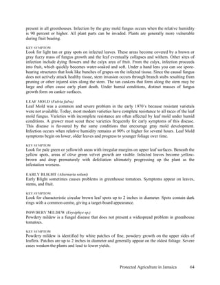 present in all greenhouses. Infection by the gray mold fungus occurs when the relative humidity
is 90 percent or higher. All plant parts can be invaded. Plants are generally more vulnerable
during fruit bearing.

KEY SYMPTOM
Look for light tan or gray spots on infected leaves. These areas become covered by a brown or
gray fuzzy mass of fungus growth and the leaf eventually collapses and withers. Other sites of
infection include dying flowers and the calyx area of fruit. From the calyx, infection proceeds
into fruit, which quickly becomes water-soaked and soft. Under a hand lens you can see spore-
bearing structures that look like bunches of grapes on the infected tissue. Since the causal fungus
does not actively attack healthy tissue, stem invasion occurs through branch stubs resulting from
pruning or other injured sites along the stem. The tan cankers that form along the stem may be
large and often cause early plant death. Under humid conditions, distinct masses of fungus
growth form on canker surfaces.

LEAF MOLD (Fulvia fulva)
Leaf Mold was a common and severe problem in the early 1970’s because resistant varietals
were not available. Today, most modern varieties have complete resistance to all races of the leaf
mold fungus. Varieties with incomplete resistance are often affected by leaf mold under humid
conditions. A grower must scout these varieties frequently for early symptoms of this disease.
This disease is favoured by the same conditions that encourage gray mold development.
Infection occurs when relative humidity remains at 90% or higher for several hours. Leaf Mold
symptoms begin on lower, older leaves and progress to younger foliage over time.

KEY SYMPTOM
Look for pale green or yellowish areas with irregular margins on upper leaf surfaces. Beneath the
yellow spots, areas of olive green velvet growth are visible. Infected leaves become yellow-
brown and drop prematurely with defoliation ultimately progressing up the plant as the
infestation worsens.

EARLY BLIGHT (Alternaria solani)
Early Blight sometimes causes problems in greenhouse tomatoes. Symptoms appear on leaves,
stems, and fruit.

KEY SYMPTOM
Look for characteristic circular brown leaf spots up to 2 inches in diameter. Spots contain dark
rings with a common centre, giving a target-board appearance.

POWDERY MILDEW (Erysiphye sp.)
Powdery mildew is a fungal disease that does not present a widespread problem in greenhouse
tomatoes.

KEY SYMPTOM
Powdery mildew is identified by white patches of fine, powdery growth on the upper sides of
leaflets. Patches are up to 2 inches in diameter and generally appear on the oldest foliage. Severe
cases weaken the plants and lead to lower yields.



                                                       Protected Agriculture in Jamaica         64
 